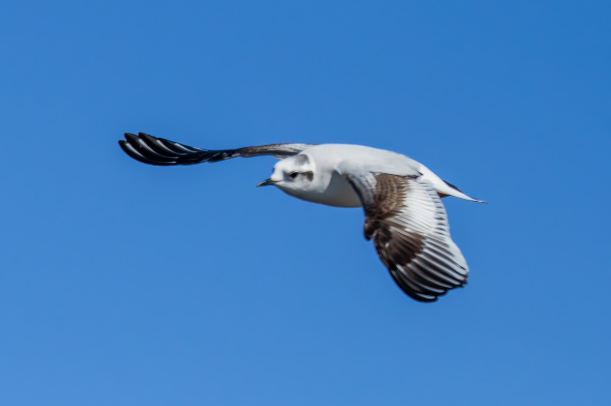 שחף גמדי - ML646749682