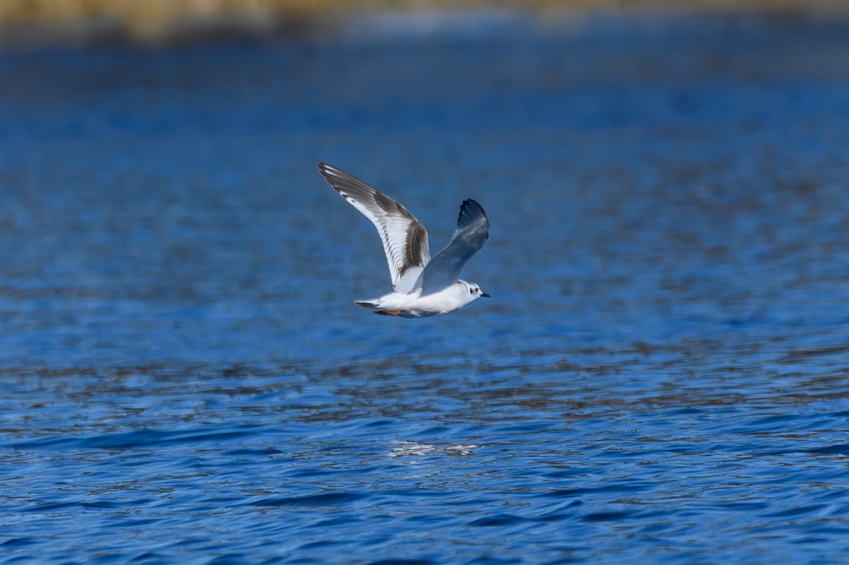 שחף גמדי - ML646749683