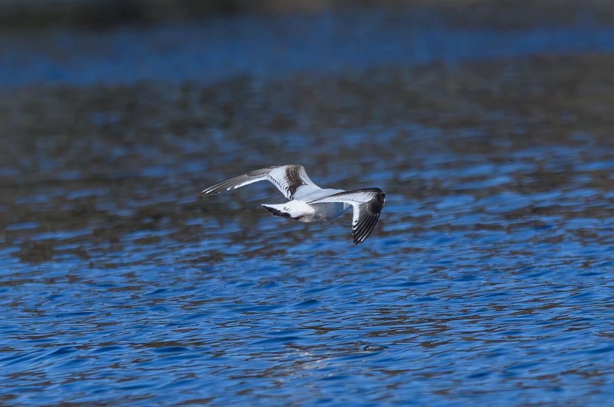 שחף גמדי - ML646749684