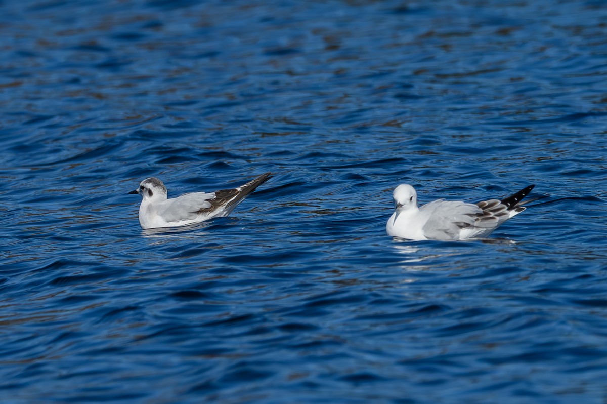 שחף גמדי - ML646749685