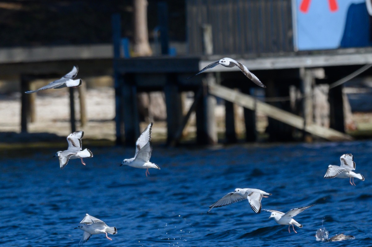 שחף גמדי - ML646749686