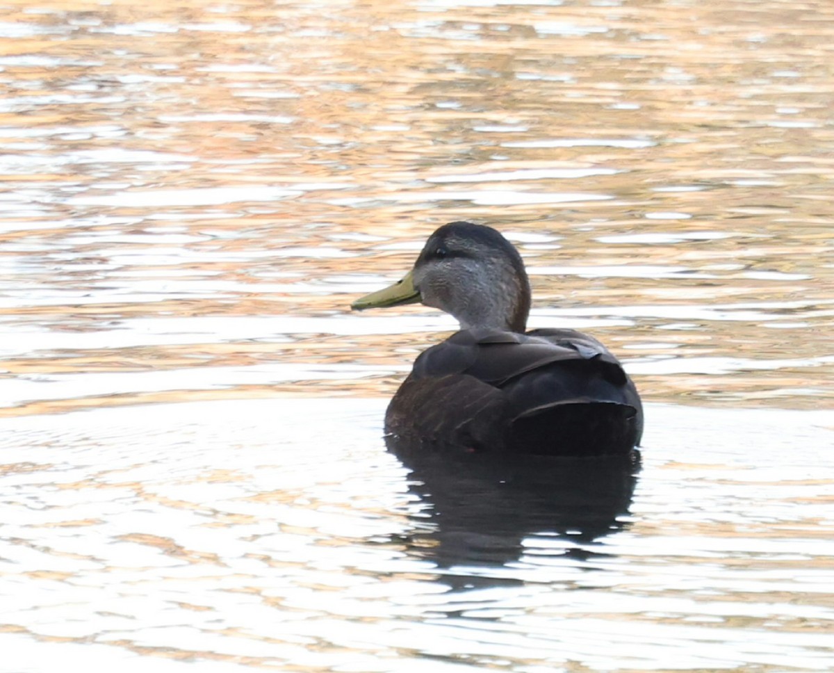 American Black Duck - ML646749687