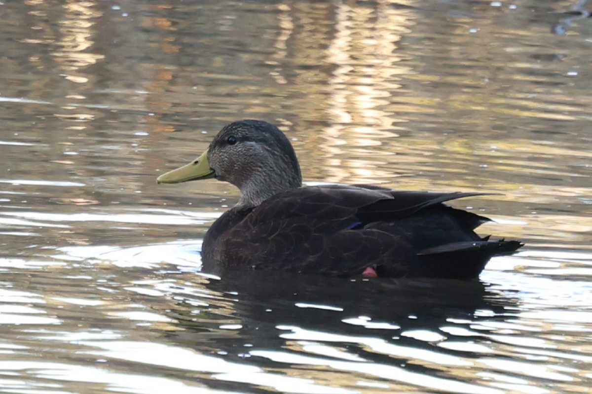American Black Duck - ML646749688