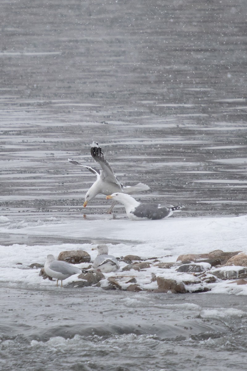 Great Black-backed Gull - ML646749689