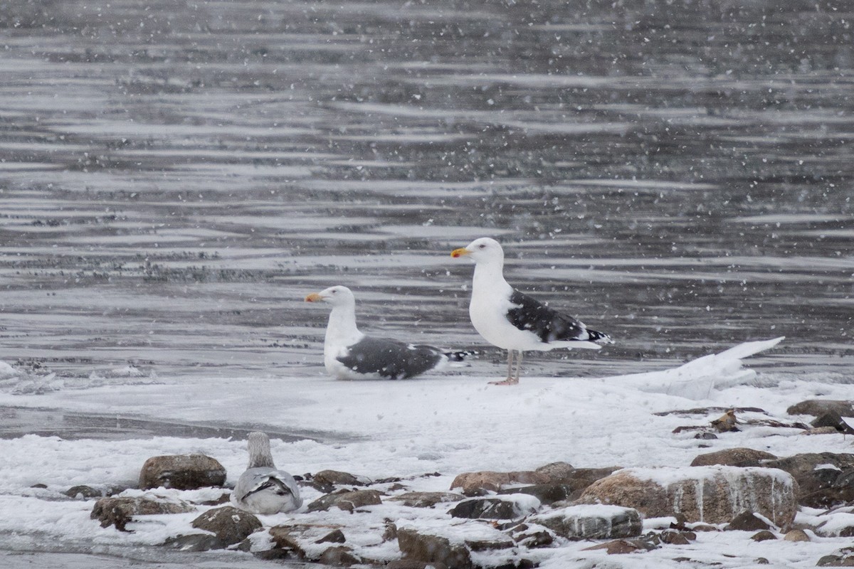 Great Black-backed Gull - ML646749690