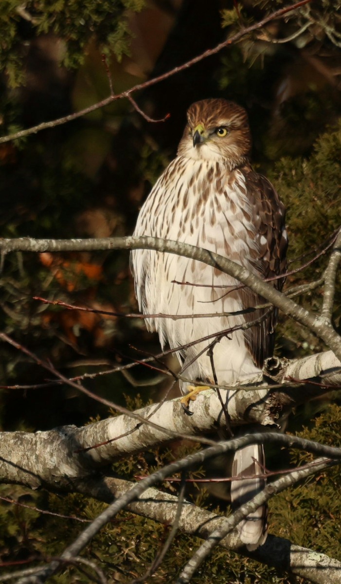 Cooper's Hawk - ML646749692