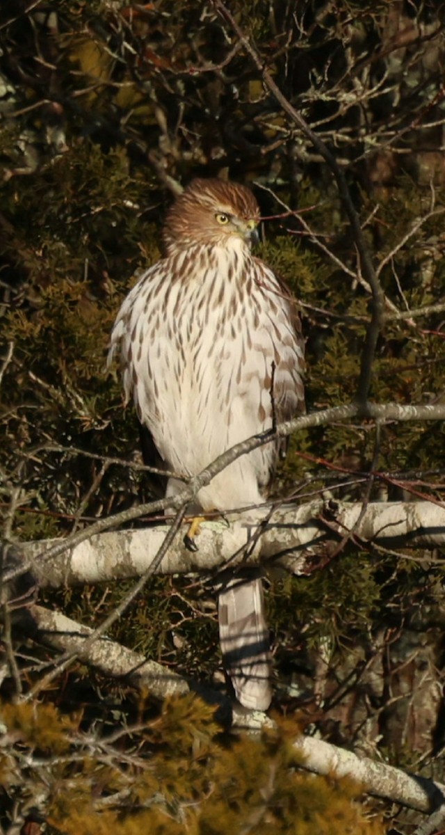Cooper's Hawk - ML646749693
