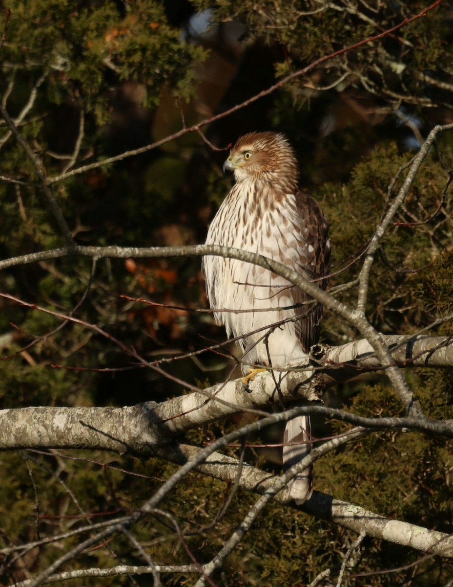 Cooper's Hawk - ML646749694