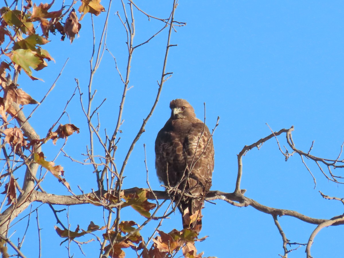 Red-tailed Hawk - ML646749696