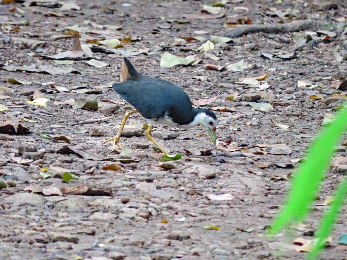 Багновик білогрудий - ML646749697