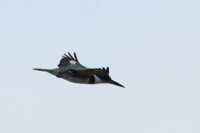 Belted Kingfisher - ML646749700