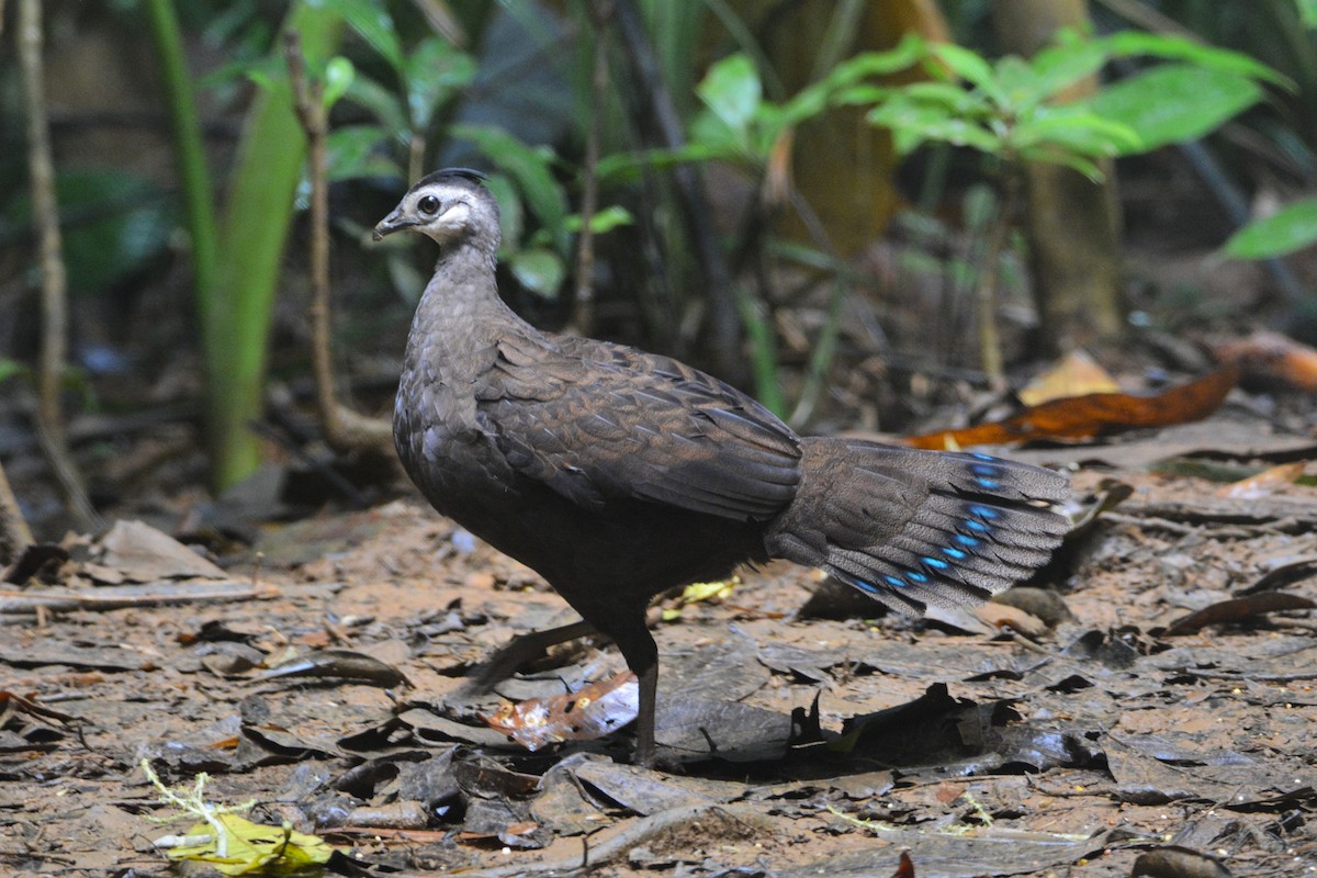 Palawan Peacock-Pheasant - ML646749701