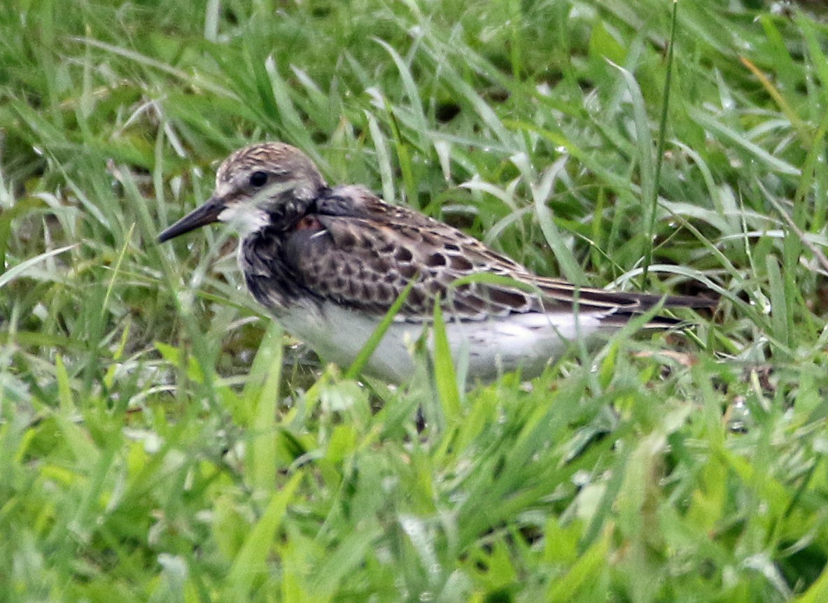 Бонапартов песочник - ML646749702