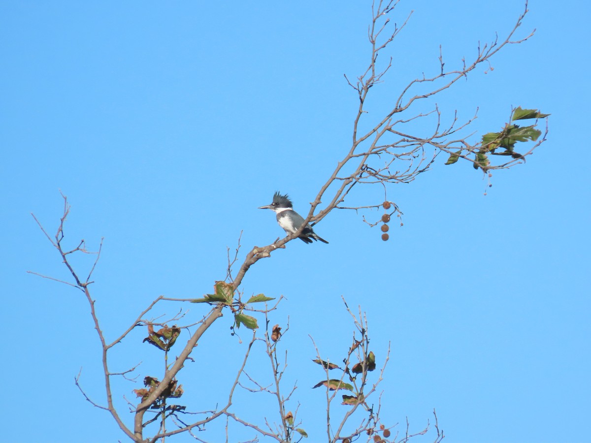 Belted Kingfisher - ML646749703