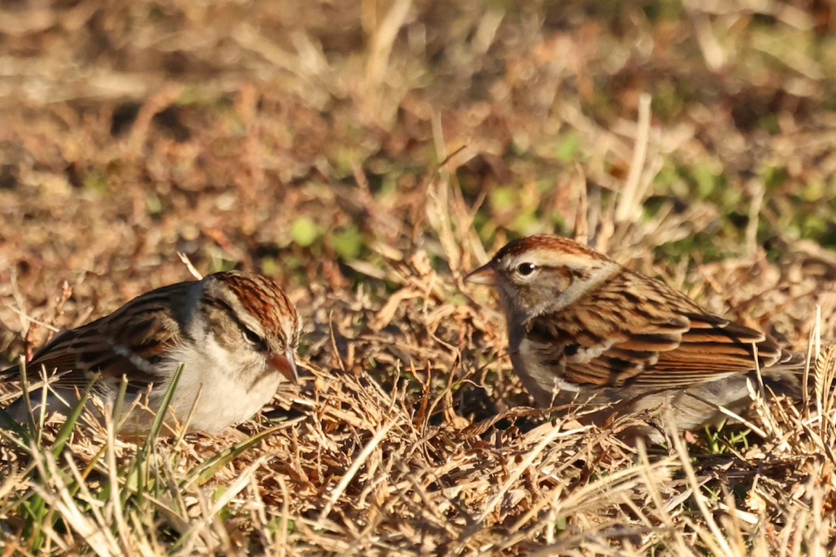 Chipping Sparrow - ML646749704
