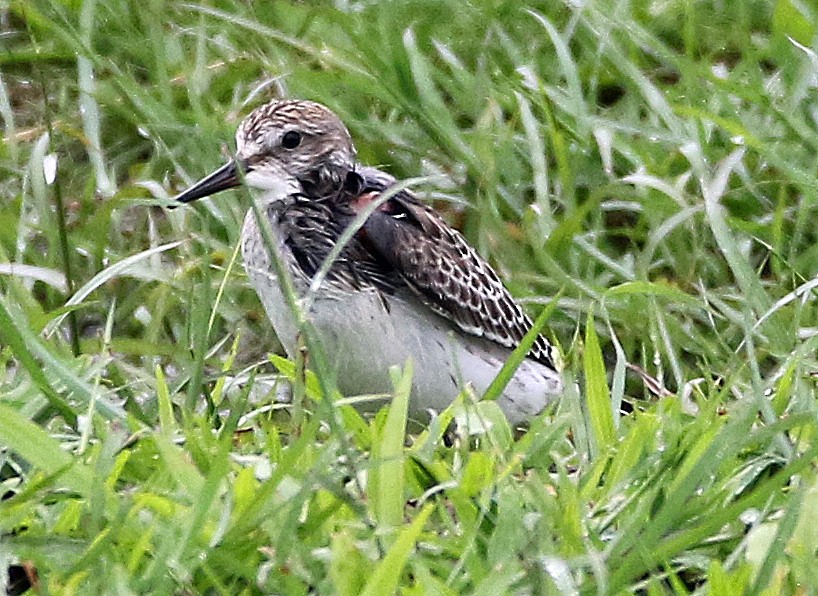 Бонапартов песочник - ML646749705