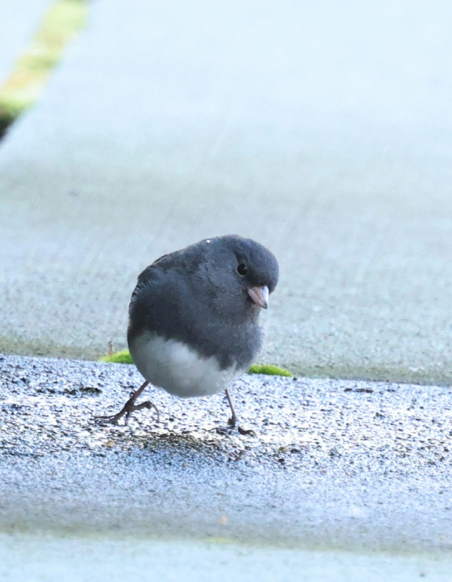 Dark-eyed Junco (Slate-colored) - ML646749709