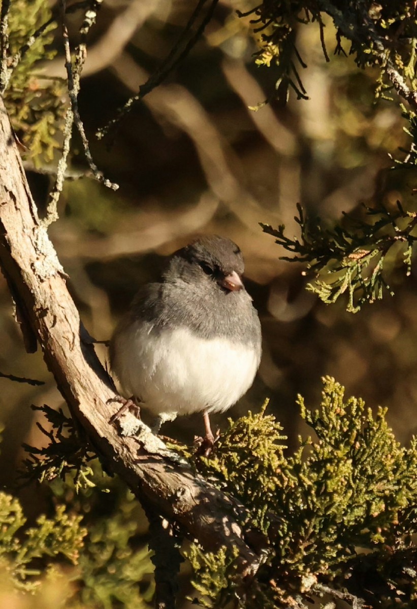 Dark-eyed Junco (Slate-colored) - ML646749710