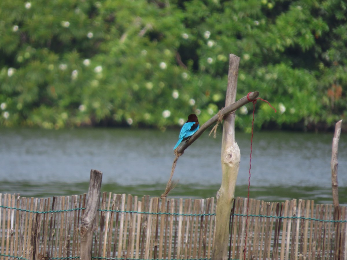 Альціон білогрудий - ML646749712