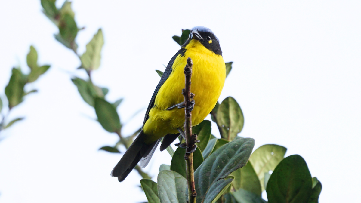 Tangara de Santa Marta - ML646749713