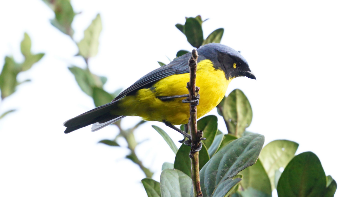 Tangara de Santa Marta - ML646749714