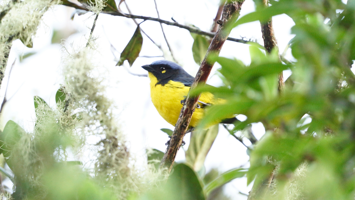Tangara de Santa Marta - ML646749715