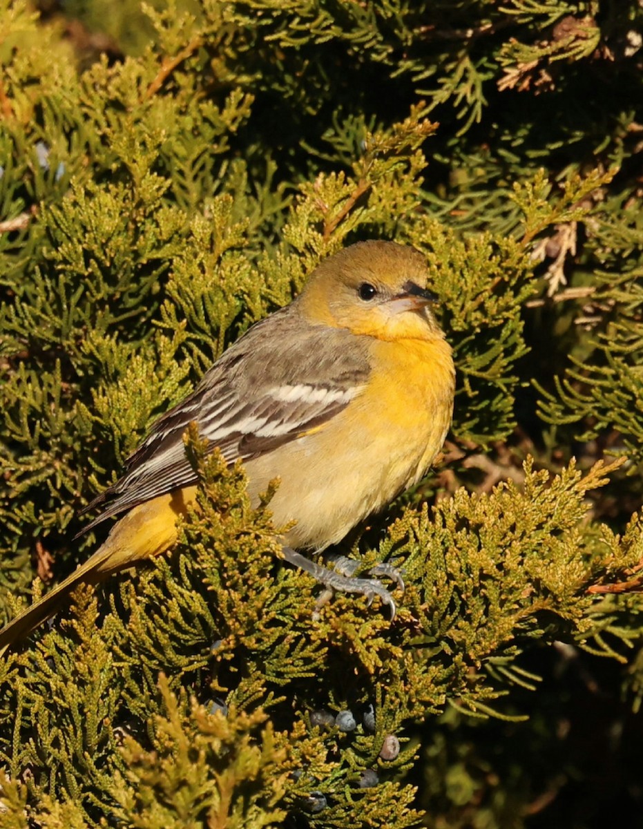 Baltimore Oriole - ML646749716