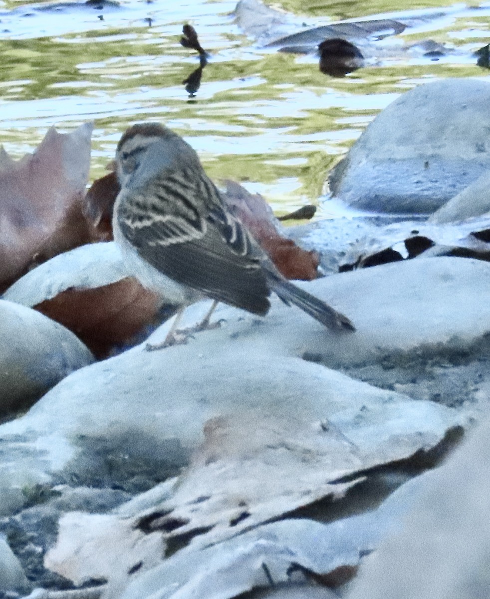 Chipping Sparrow - ML646749719