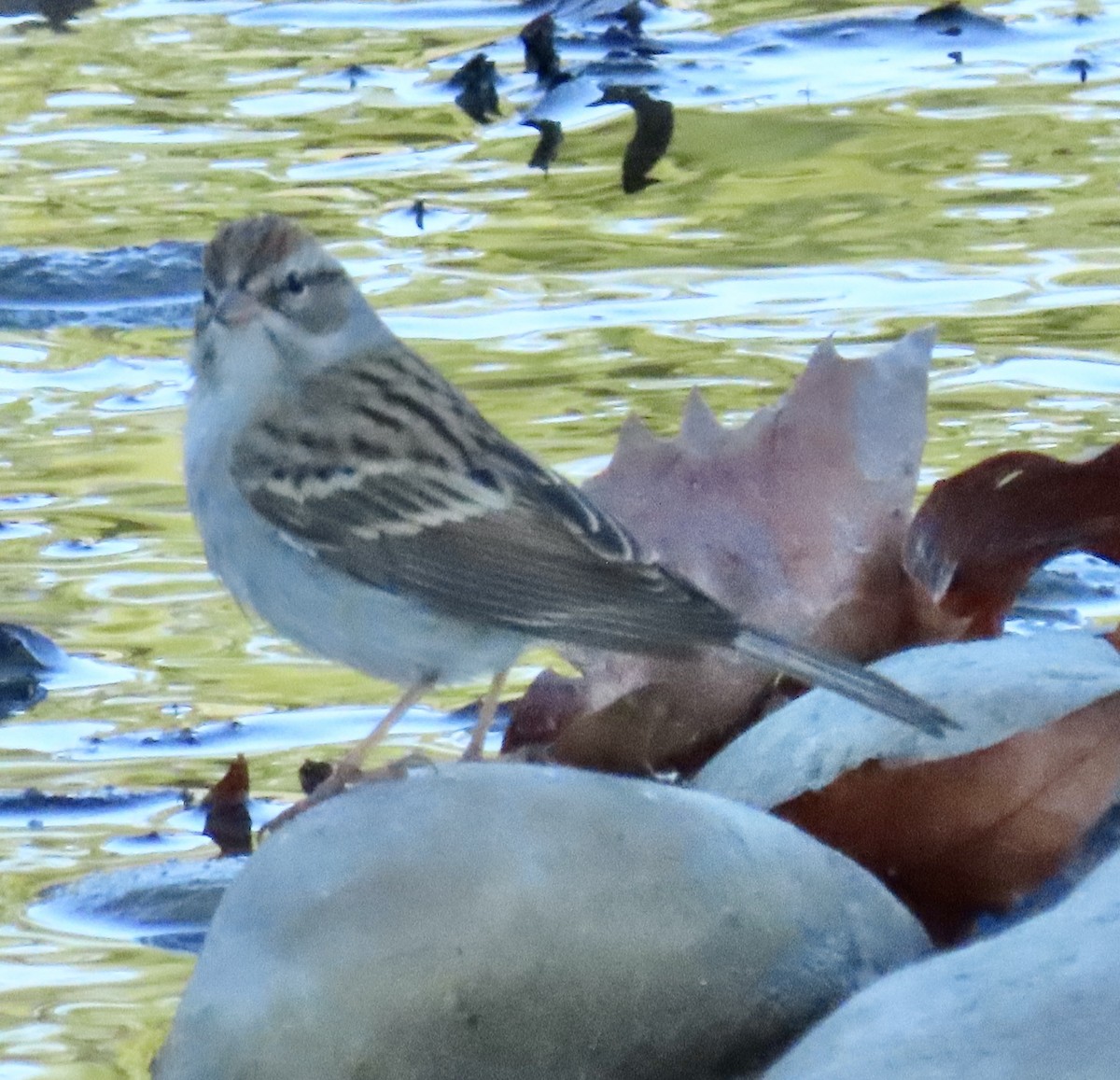 Chipping Sparrow - ML646749720