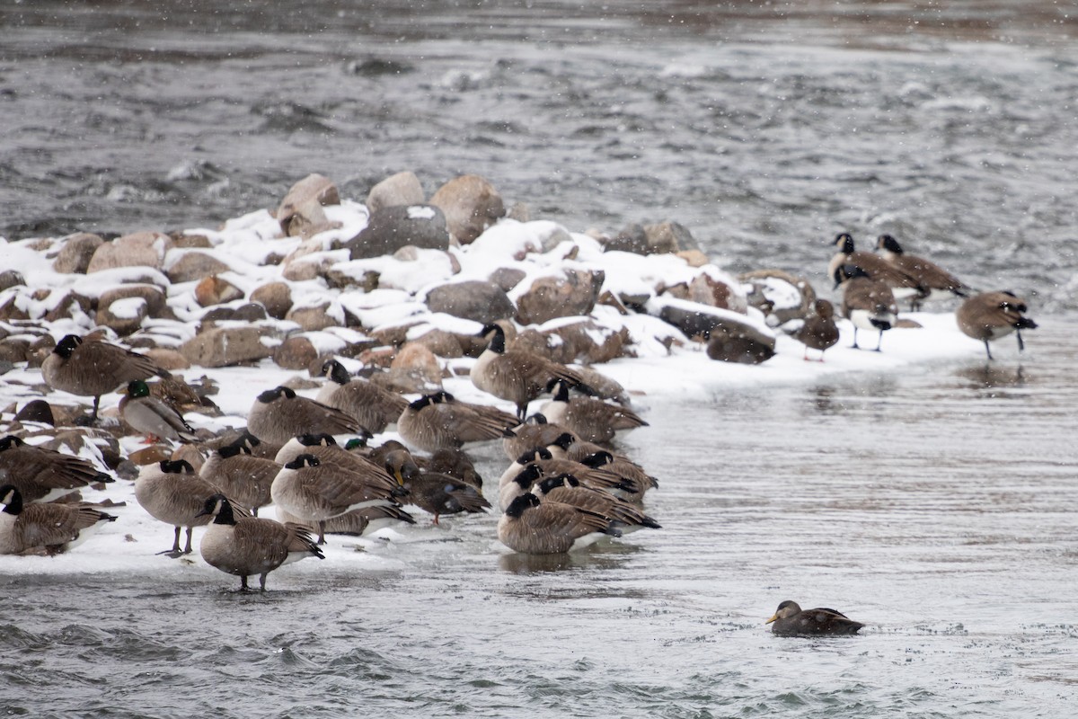 Kanada Kazı - ML646749722