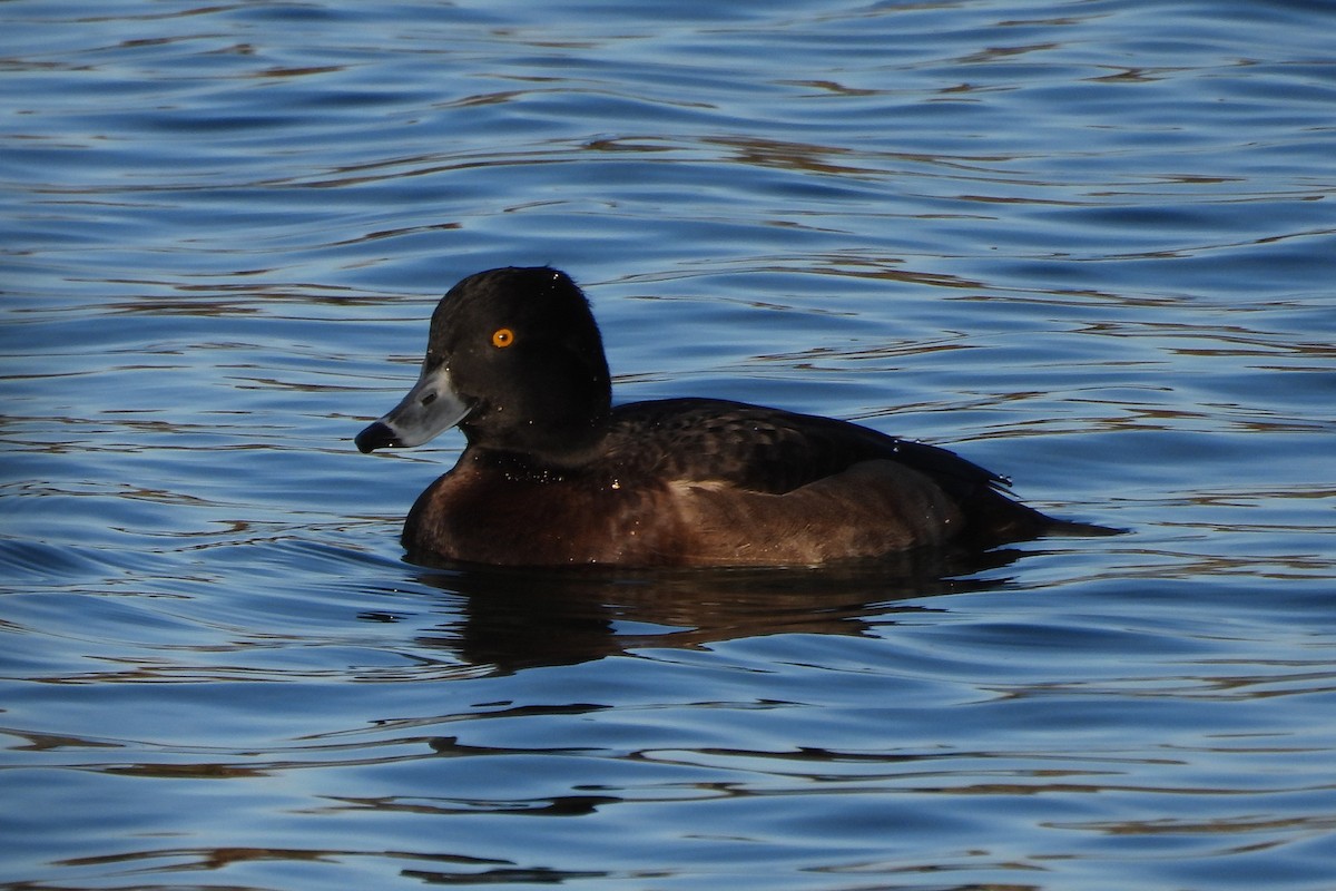 キンクロハジロ - ML646749723