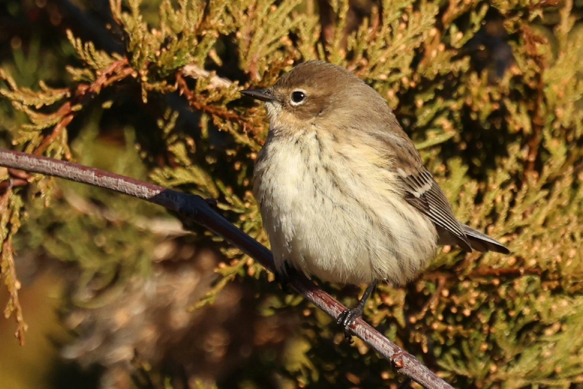 Yellow-rumped Warbler - ML646749725