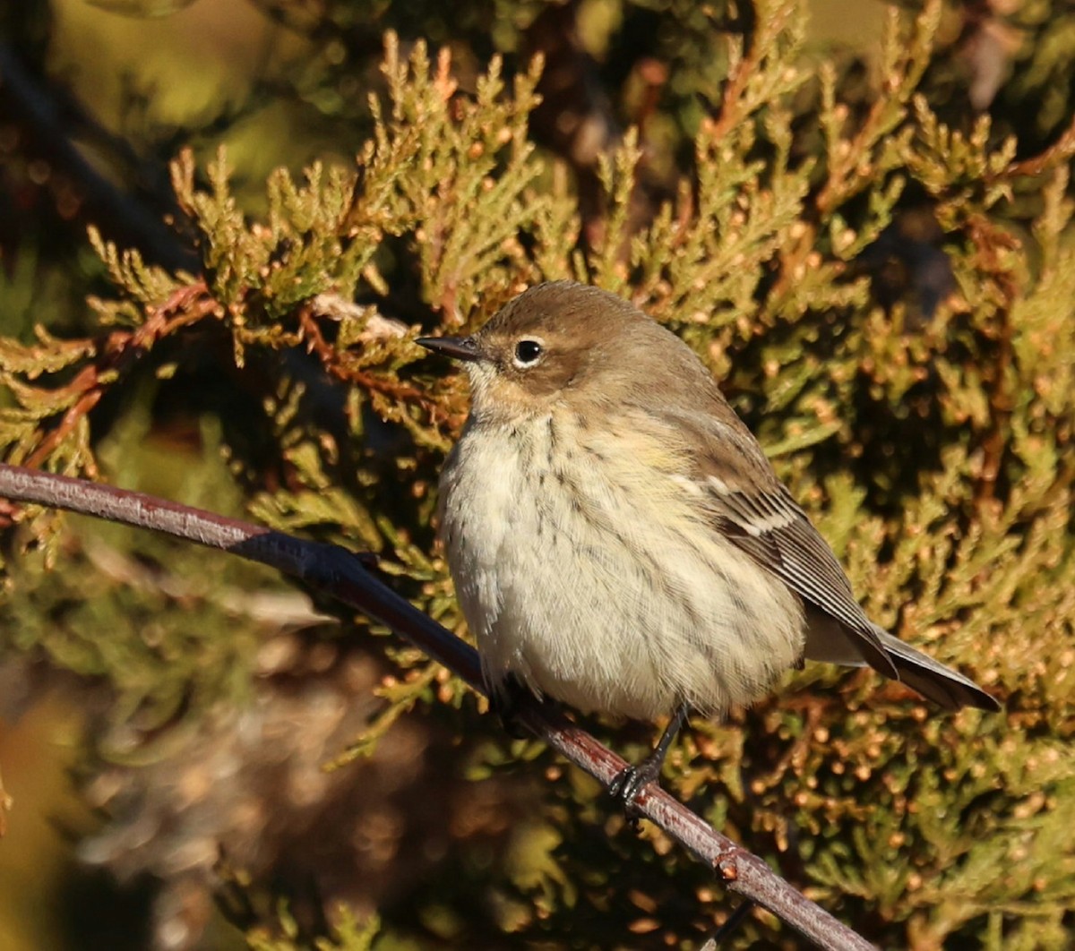 Yellow-rumped Warbler - ML646749726