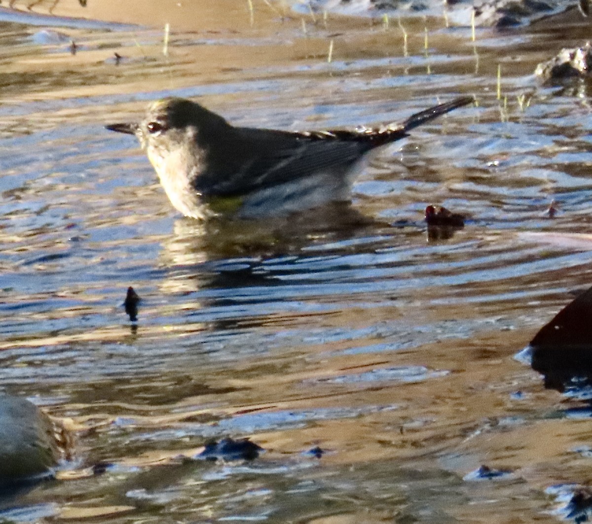Yellow-rumped Warbler - ML646749728