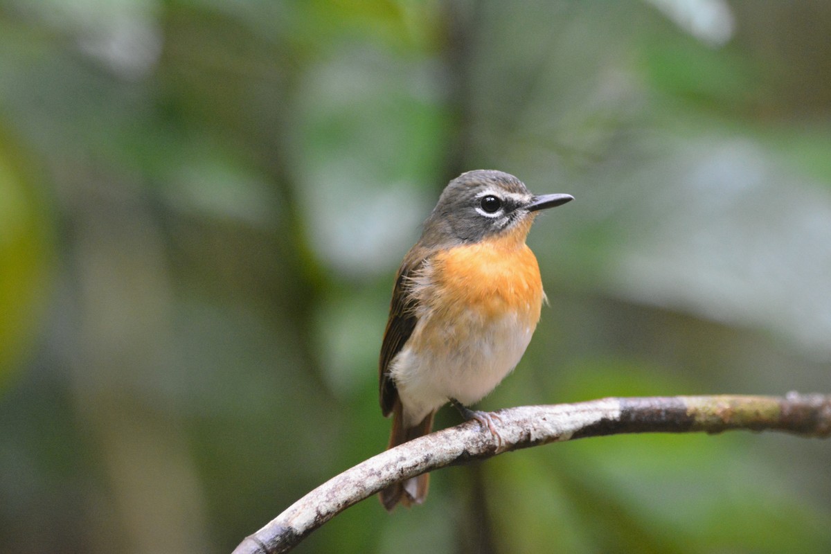 Palawan Blue Flycatcher - ML646749730