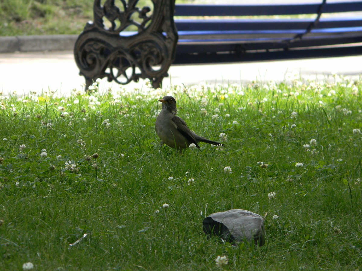 Merle austral - ML646749731