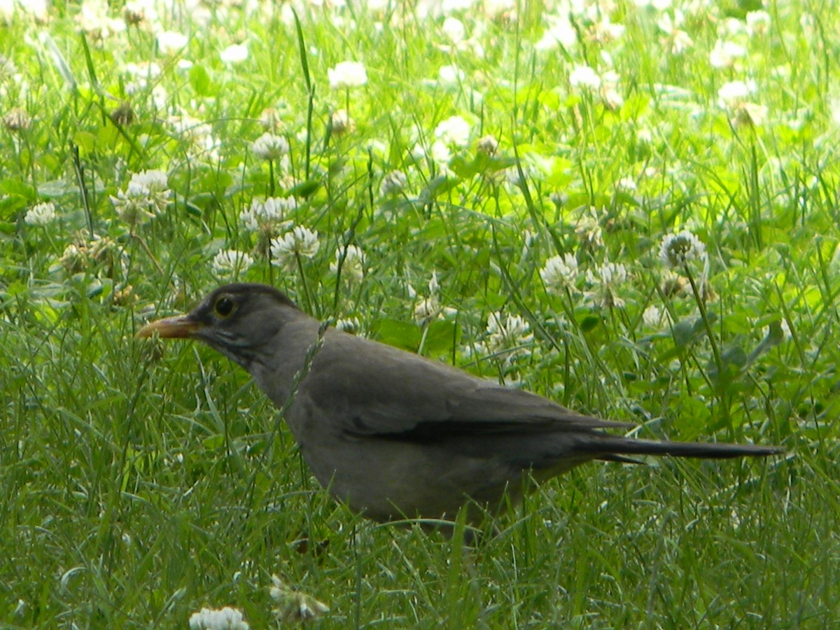 Merle austral - ML646749732