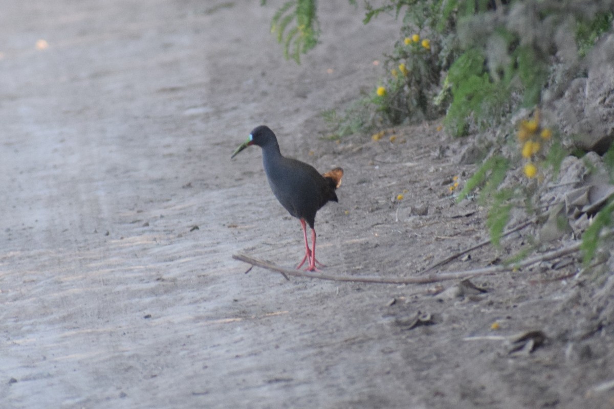 Свинцовая галлинета - ML646749733