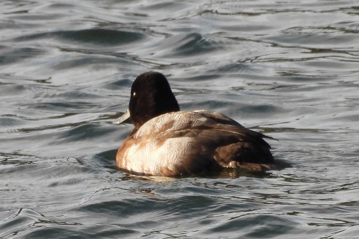 コスズガモ - ML646749734