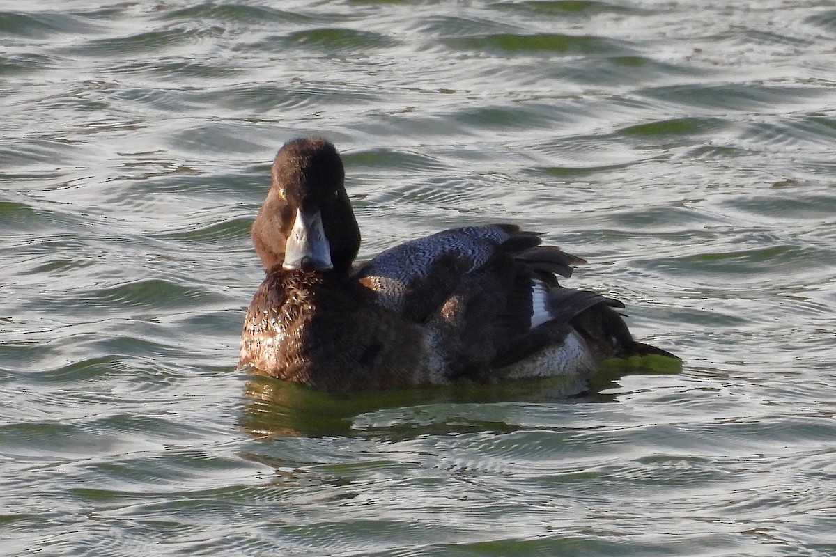 コスズガモ - ML646749735