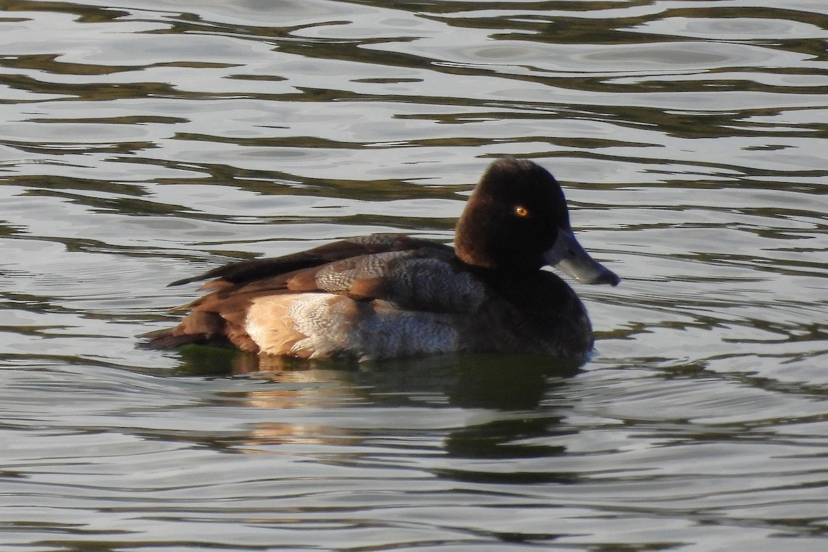 コスズガモ - ML646749736