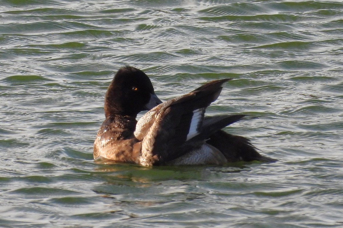 コスズガモ - ML646749737