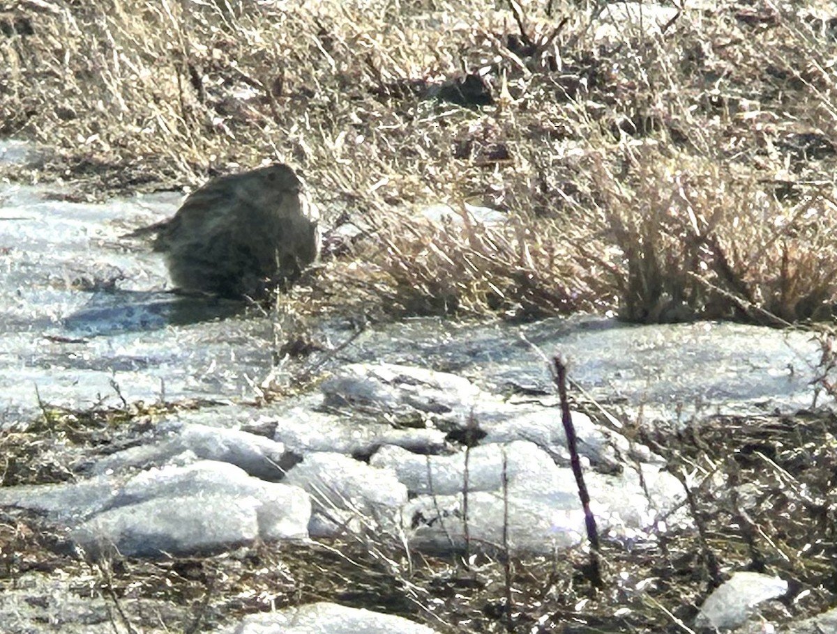 ostružka límcová - ML646749738