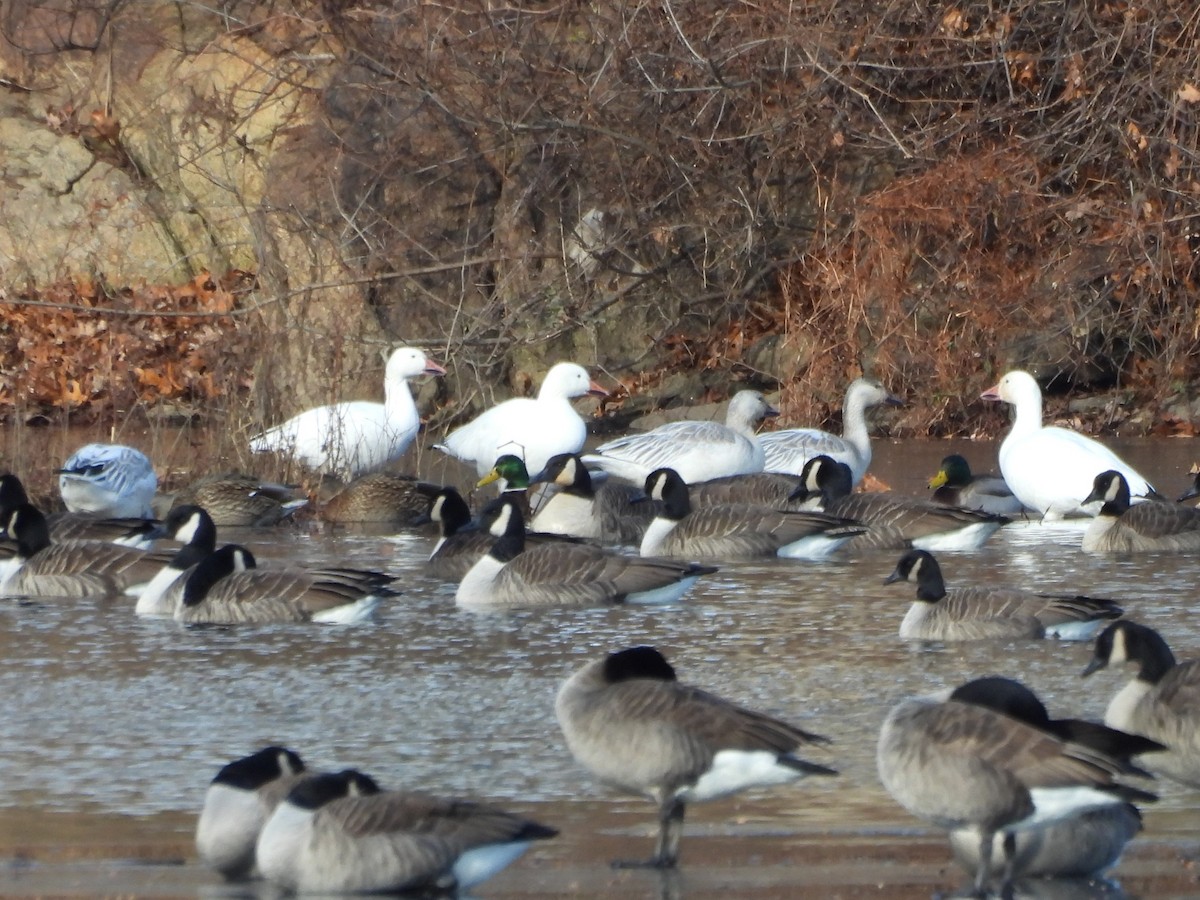 Schneegans - ML646749739