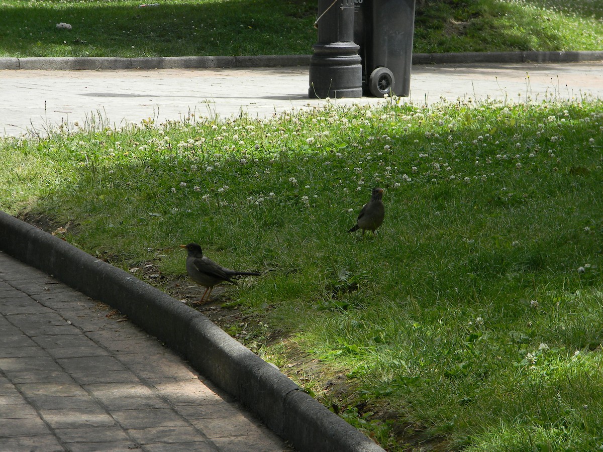 Merle austral - ML646749740