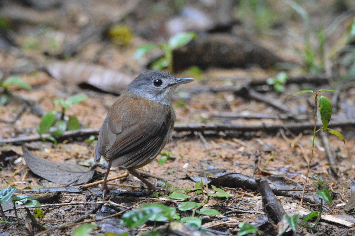 Ashy-headed Babbler - ML646749741