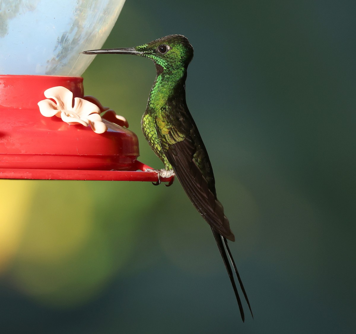 Empress Brilliant - ML646749743