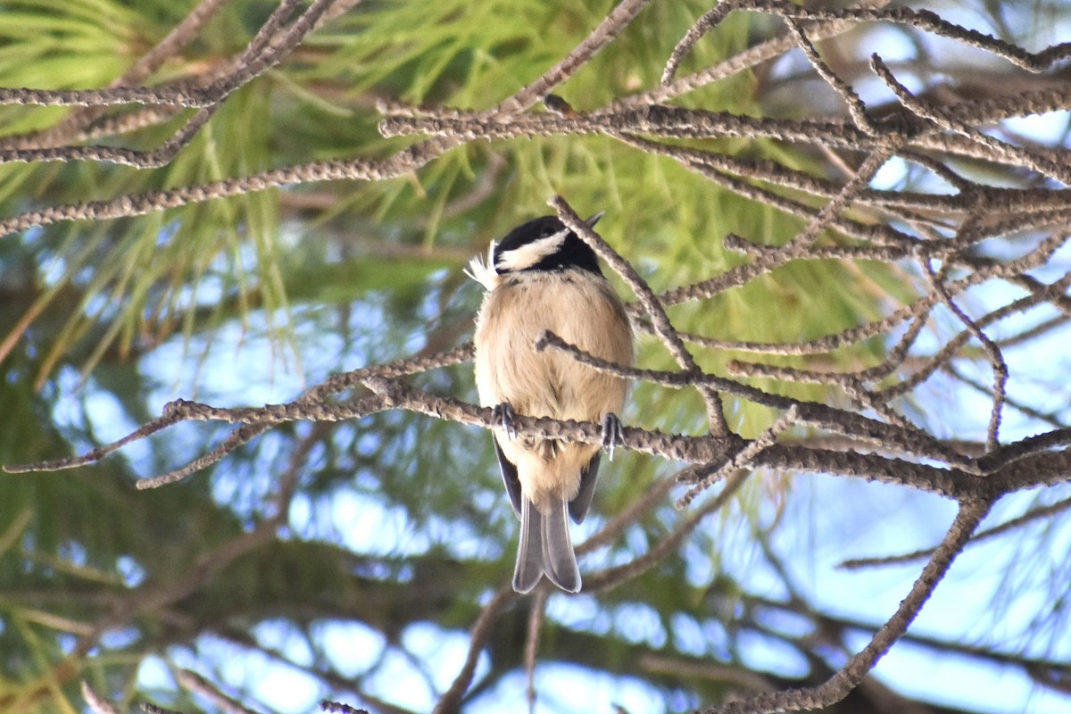 ירגזי שחור - ML646749747