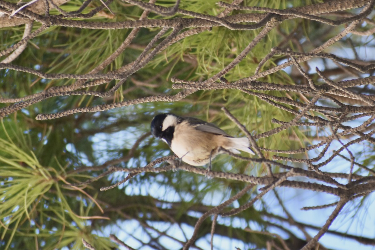 ירגזי שחור - ML646749750