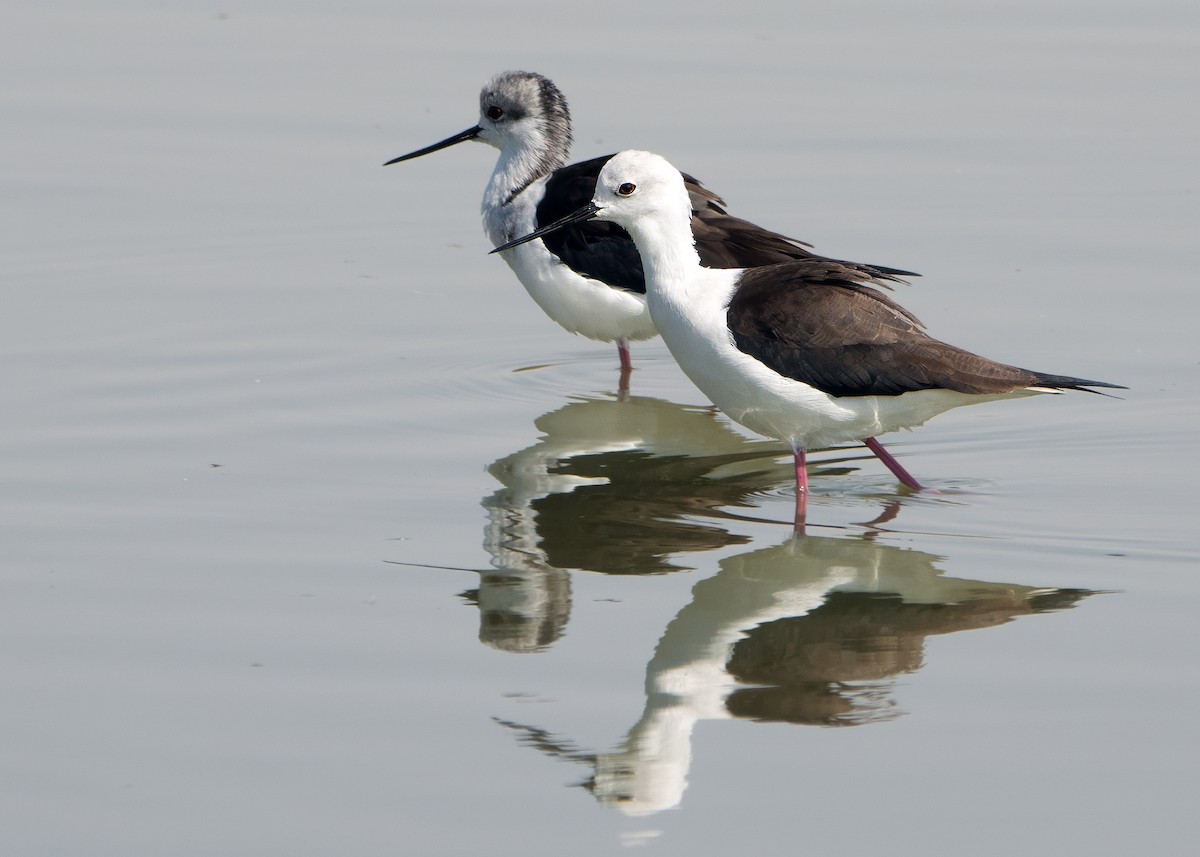 Zankaluze eurasiarra - ML646749751